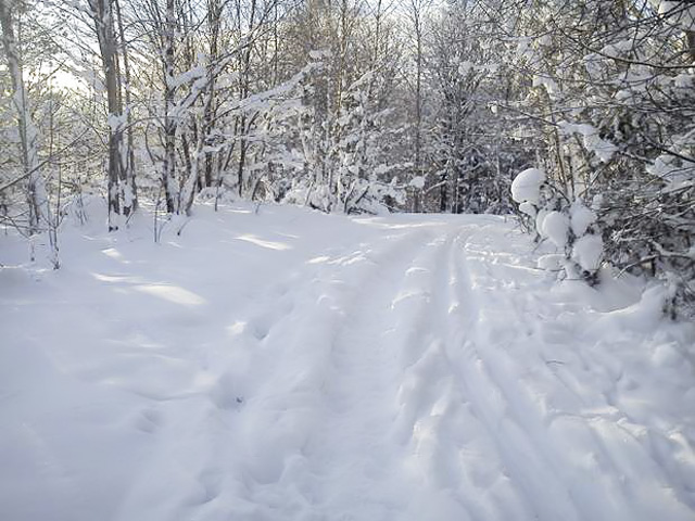vallaskogen